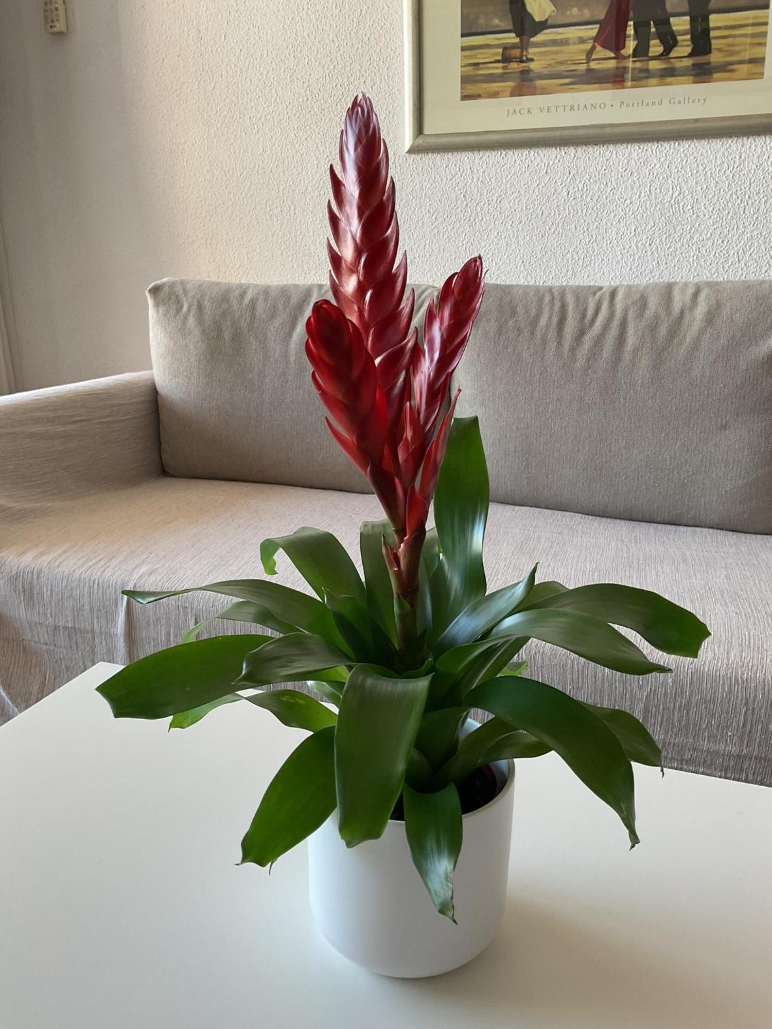 Appartement La Nogalera Adresse Mythique